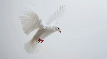Fototapeta premium Majestic white dove taking flight against a clear white sky, symbolizing hope and purity