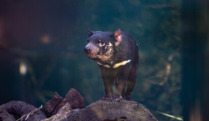 Tasmanian devil - Sarcophilus harrisii