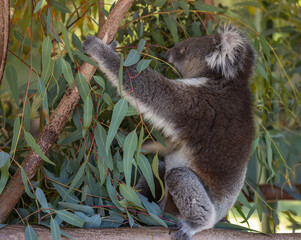Koala bear - Phascolarctos cinereus