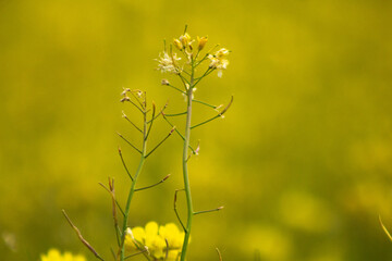 Rapeseed flower in a large yellow field