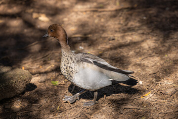 Australian wood duck - Chenonetta jubata