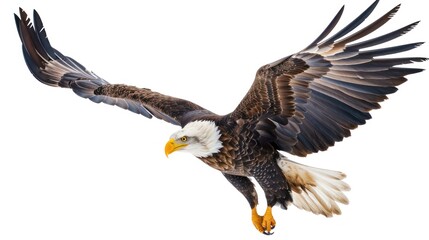Obraz premium Eagle full body clearly photo on white background , 