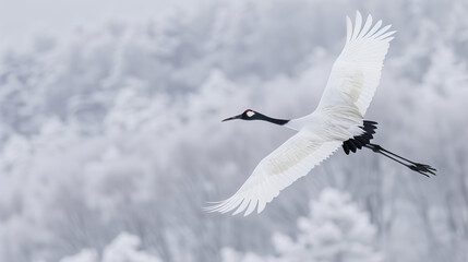 Fototapeta premium Japanese red-crowned crane in flight over snowy landscape
