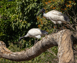 Obraz premium Australian white ibis - Threskiornis molucca