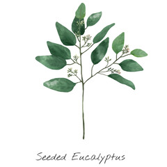 Eucalyptus leaf sticker png botanical drawing clipart