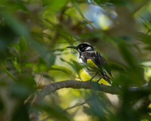 New Holland Honeyeater - Phylidonyris novaehollandiae