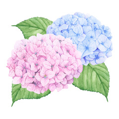 Obraz premium Hydrangea png watercolor element, transparent background