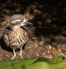 Bush stone-curlew - Burhinus grallarius