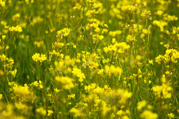 Rapeseed field full of yellow flowers