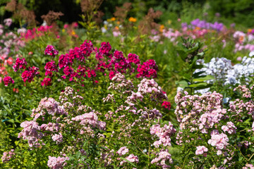 Obraz premium Beautiful pink, white and red flowers in a garden on a hot sunny day.