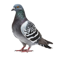 Fototapeta premium pigeon isolated on transparent png