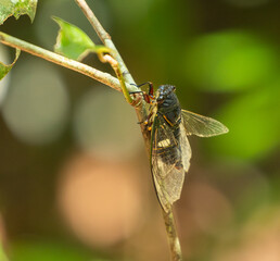 Cicada, Platypleura capitata