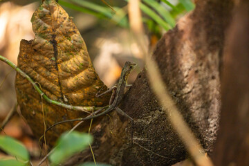 Brown patched kangaroo lizard, Otocryptis wiegmanni