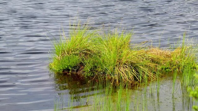 Swamp Viru Raba in Estonia