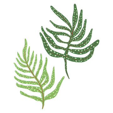 PNG gern leaf sticker plant botanical illustration