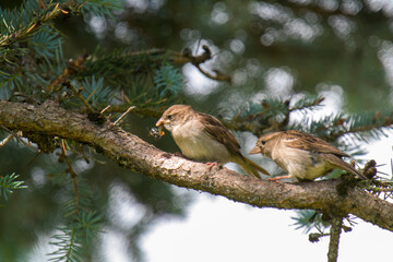 two young sparrows perching on a twig from a fir at a sunny summer day