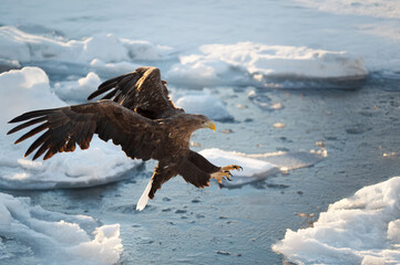 流氷が流れる冬の北海道、知床で餌を捉えるオオワシ