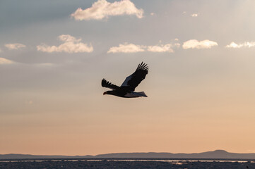 日出の直後、流氷が流れる冬の北海道、知床の海を飛ぶオオワシ