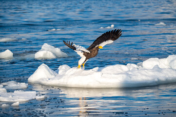 氷と雪の囲まれた海で生きるオオワシ