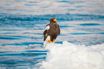 流氷が流れる冬の北海道、知床の海を羽を休めるオオワシ