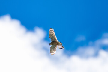 common kestrel male, falco tinnunculus, is flying on the blue sky, at a sunny summer morning on the mountains, and is looking for food