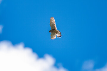 common kestrel male, falco tinnunculus, is flying on the blue sky, at a sunny summer morning on the mountains, and is looking for food