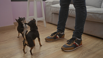 An adult man stands in a living room with two chihuahua dogs looking up at him, showcasing a cozy indoor pet-friendly home environment. © Krakenimages.com