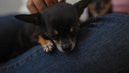 A man gently holds a chihuahua in his hands while sitting inside an apartment living room,...