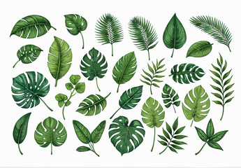 Obraz premium a bunch of green leaves on a white background