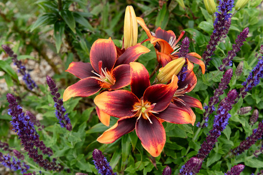 Lilium Forever Susan" Images  Browse 7 Stock Photos, Vectors, and Video |  Adobe Stock