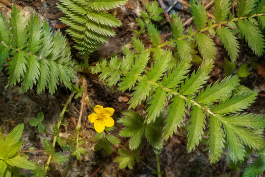 Argentina anserina (synonym Potentilla anserina).Yellow flower of silverweed, common silverweed or silver cinquefoil