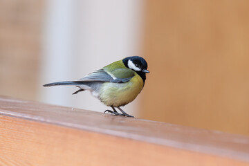 Tit sits on railing close up..
