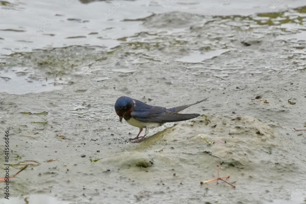 Sticker barn swallow is collecting nesting materials