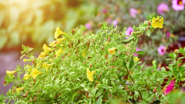 Calibrachoa parviflora is flowering plant in nightshade family known by common name seaside petunia. It is native to much of southeastern South America, Mexico, and southwestern United States.
