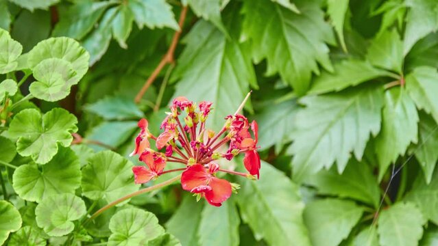 Pelargonium hortorum, commonly called zonal geranium, or garden geranium, is nothospecies of Pelargonium most commonly used as ornamental plant. It is hybrid between Pelargonium zonale and inquinans