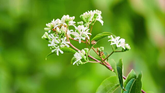 Heptacodium miconioides, seven-son flower, is flowering plant. It is sole species in monotypic genus Heptacodium, of honeysuckle family Caprifoliaceae.