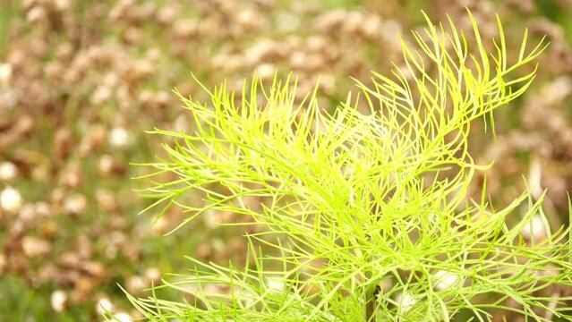 Eupatorium capillifolium, or dogfennel (dog fennel), is North American perennial herbaceous plant in family Asteraceae, native to eastern and south-central United States.