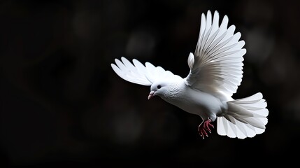A beautiful white dove is flying in the sky. The dove has its wings spread wide and is flying towards the viewer.