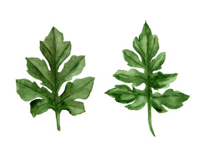 Hand drawn watercolor green watermelon leaves on a white background. Isolated flora illustration for greeting card design, print, recipe, decor