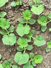 zucchini sprouts growing on a bed in a vegetable garden