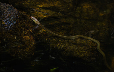 Checkered keelback -snake -Fowlea piscator