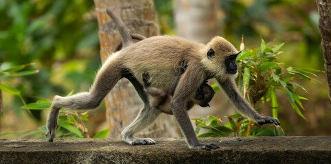 Tufted grey langur - Semnopithecus priam
