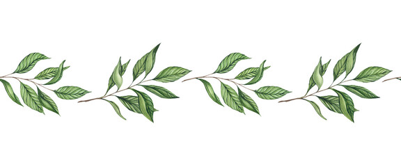 Fototapeta premium Watercolor seamless border with tea branches. Illustration of a ribbon of tea branches and leaves.Design and decoration of tea packaging, green, black, oolong tea. Chinese, Brazilian and Indian