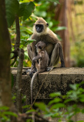 Tufted grey langur - Semnopithecus priam