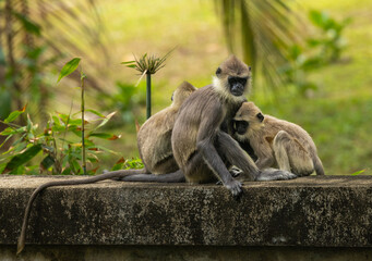 Tufted grey langur - Semnopithecus priam