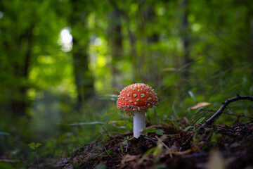 A beautiful fly agaric mushroom growing in the forest during early autumn. Natural woodland scenery in Latvia, Northern Europe.