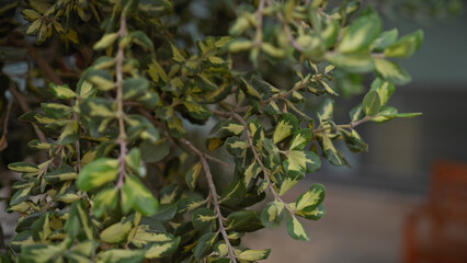 Close-up of variegated euonymus leaves in murcia, spain, highlighting natural textures and outdoor botany