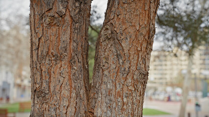 Close-up of a textured tree bark foreground with a softened urban park background in murcia, spain.