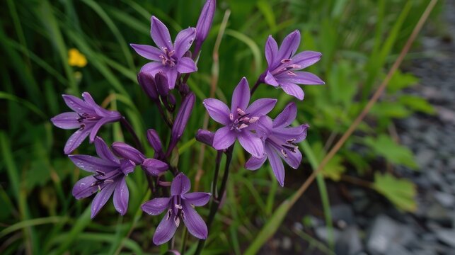 Purple Ruella tuberose found growing alongside the road