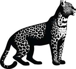 leopard on a white background